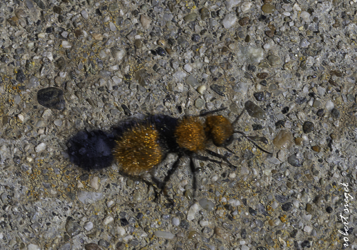 Ed Levin County Park 2026